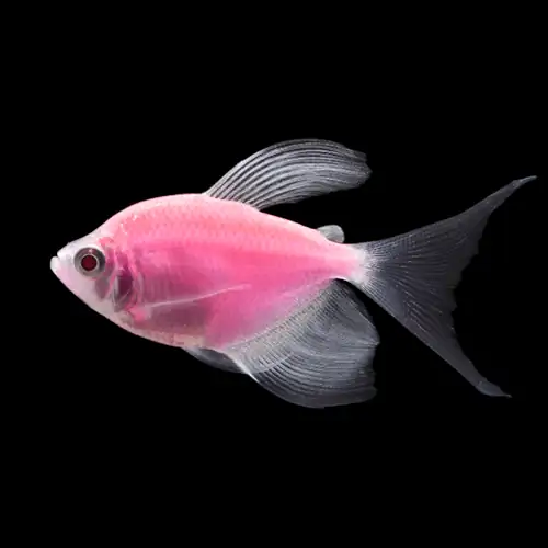 GloFish, Moonrise Pink Longfin Tetra